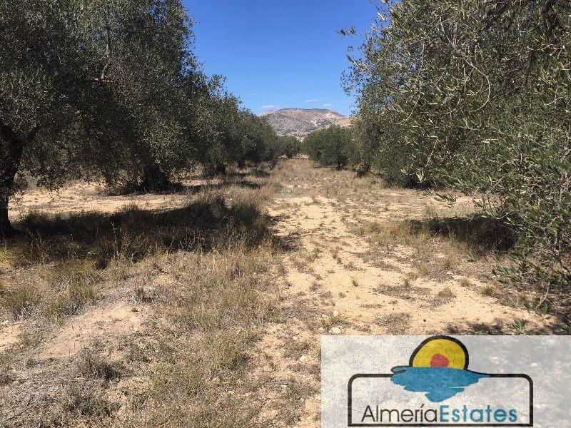 Venta de terreno en Vélez-Blanco