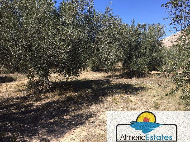 Venta de terreno en Vélez-Blanco