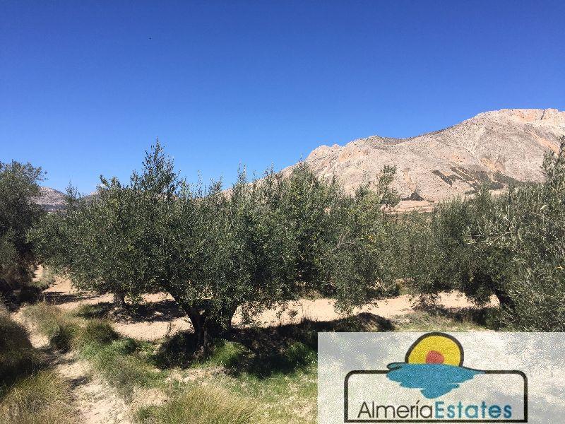 Venta de terreno en Vélez-Blanco