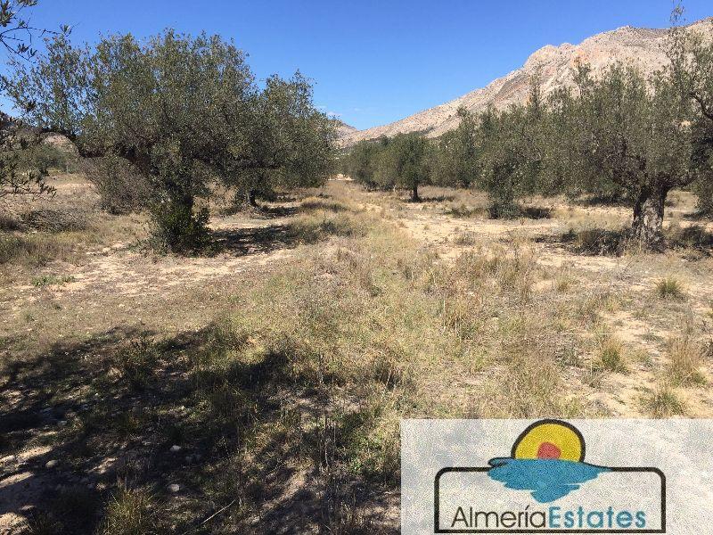 Venta de terreno en Vélez-Blanco