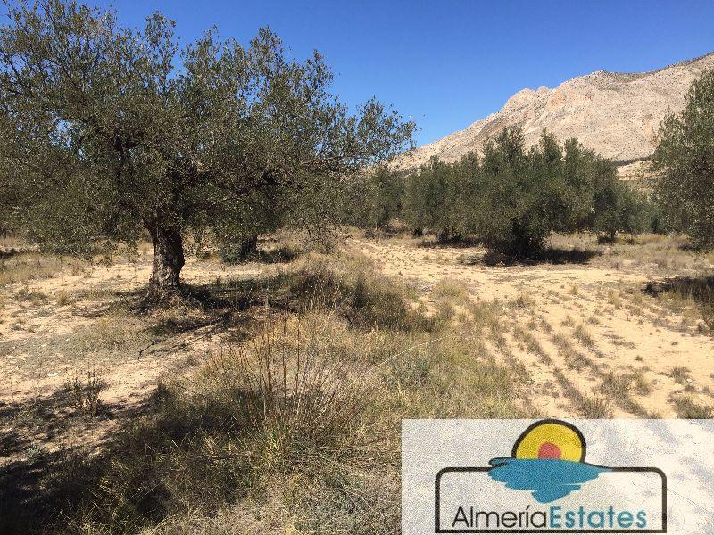 Venta de terreno en Vélez-Blanco
