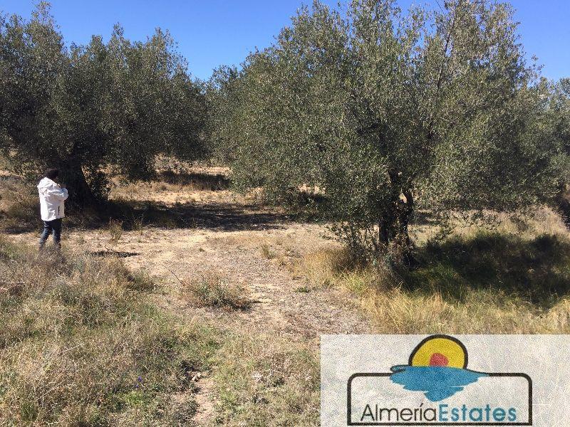 Venta de terreno en Vélez-Blanco