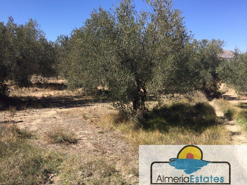 Venta de terreno en Vélez-Blanco