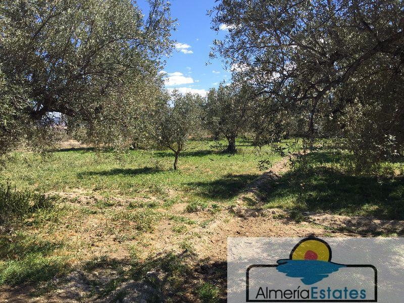 Venta de terreno en Vélez-Blanco