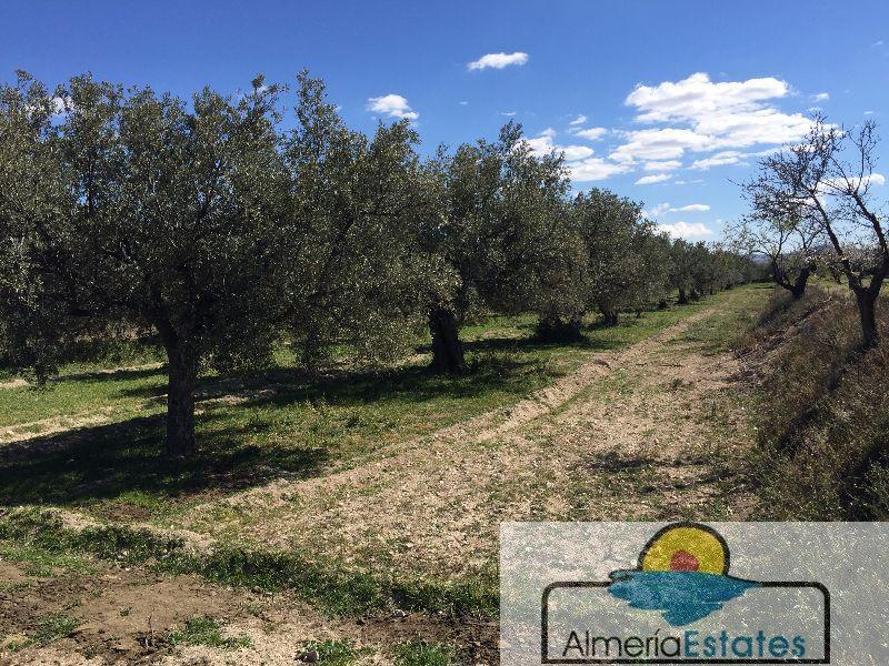 For sale of land in Vélez-Blanco