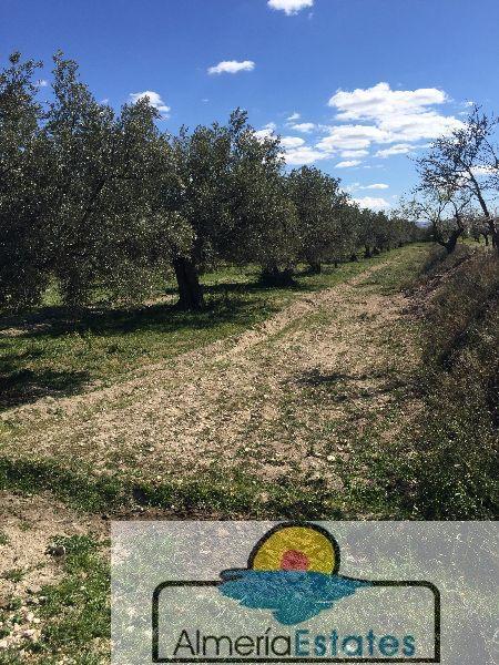 Venta de terreno en Vélez-Blanco