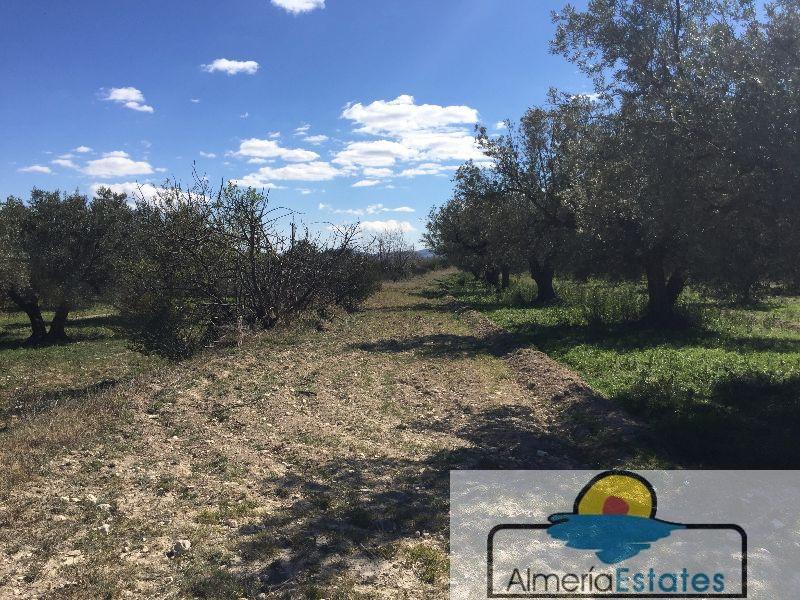 Venta de terreno en Vélez-Blanco