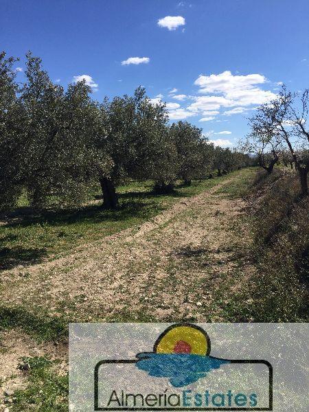 Venta de terreno en Vélez-Blanco