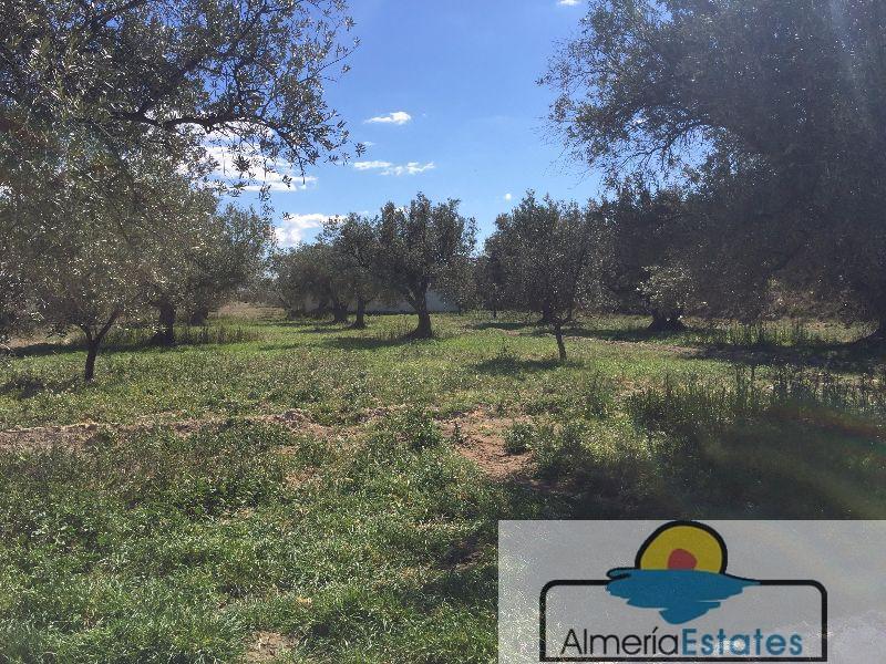 Venta de terreno en Vélez-Blanco