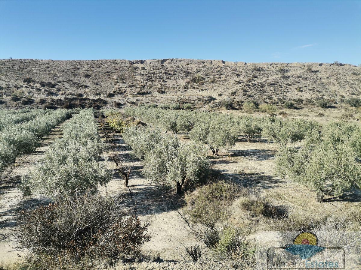 For sale of rural property in Albox