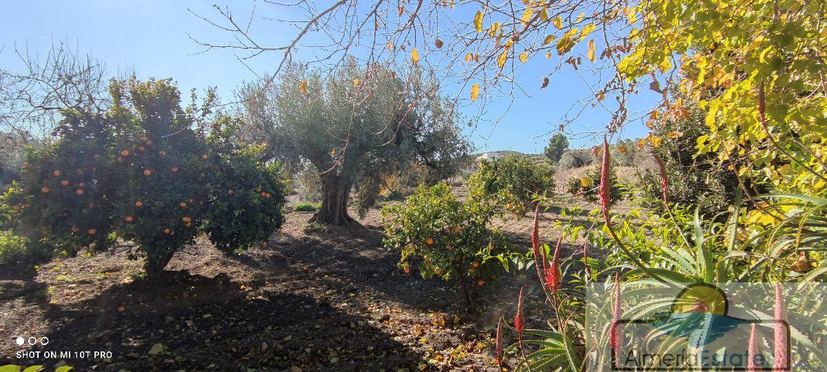 For sale of house in Albox