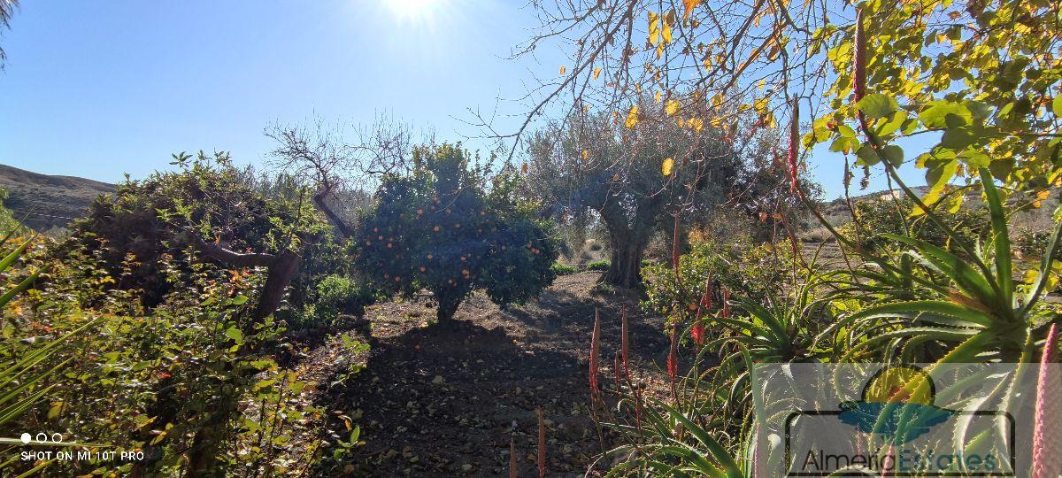 For sale of house in Albox