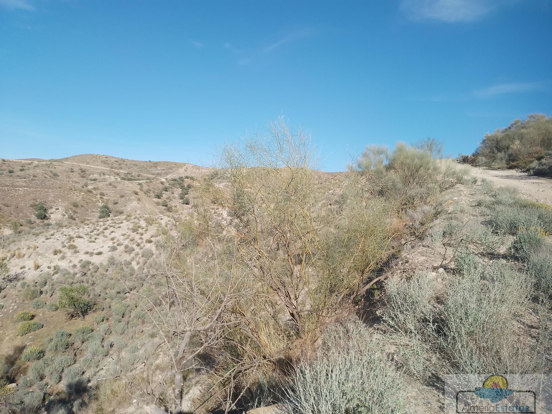 Venta de finca rústica en Cantoria