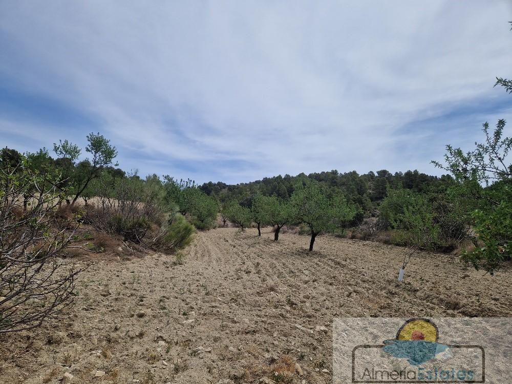 Venta de finca rústica en Oria