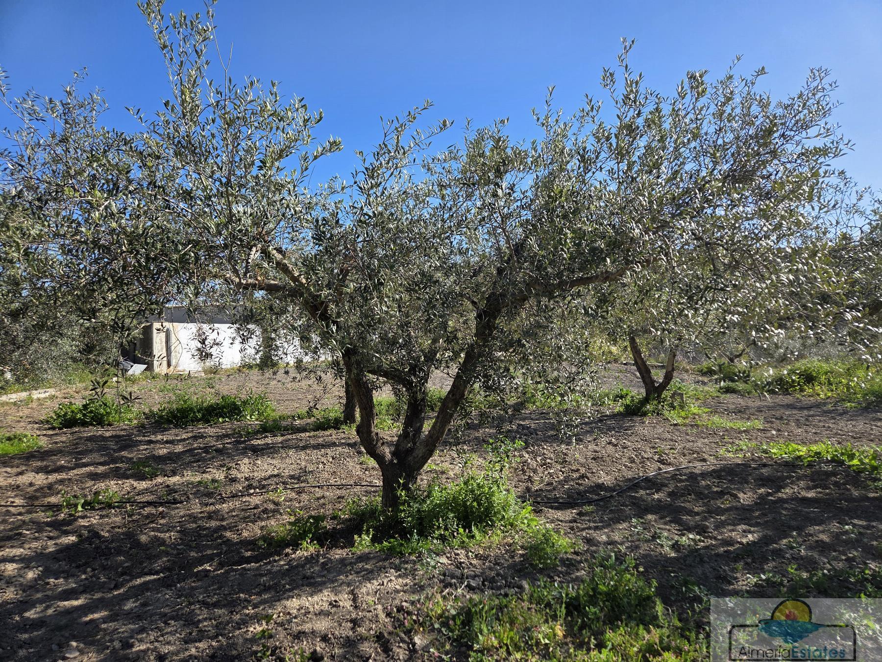 Venta de villa en Albox