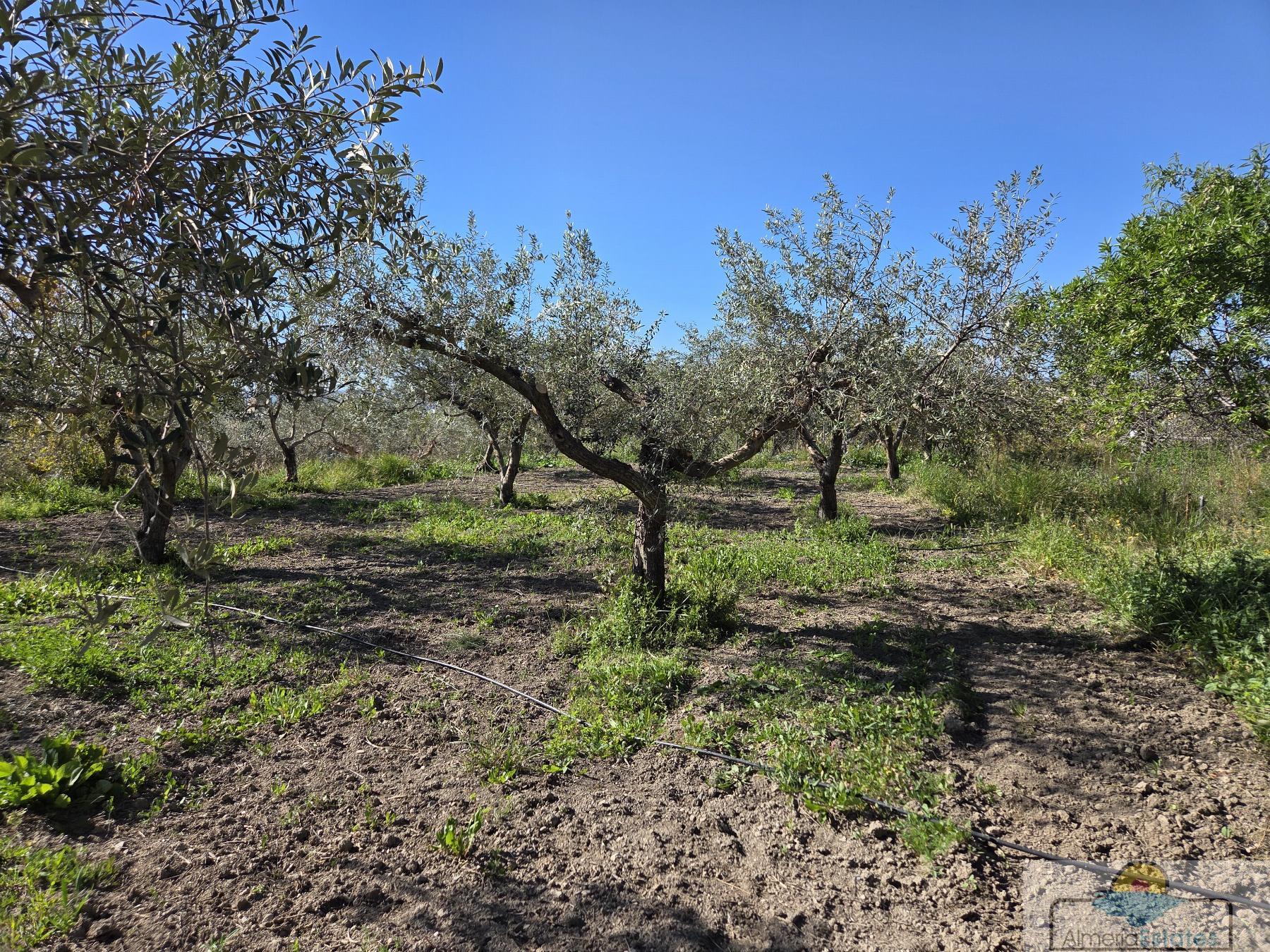 Venta de villa en Albox