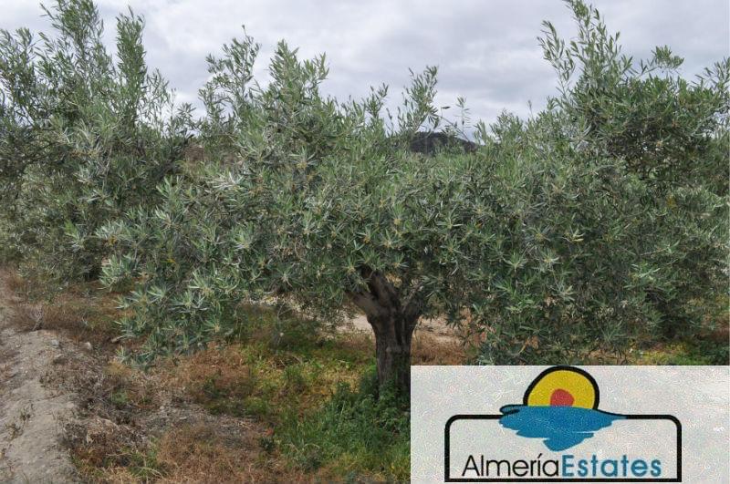 Venta de villa en Cantoria