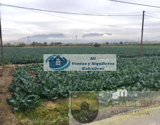 Venta de finca rústica en Beniel