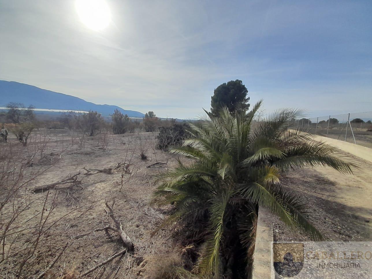 Venta de finca de recreo en Murcia