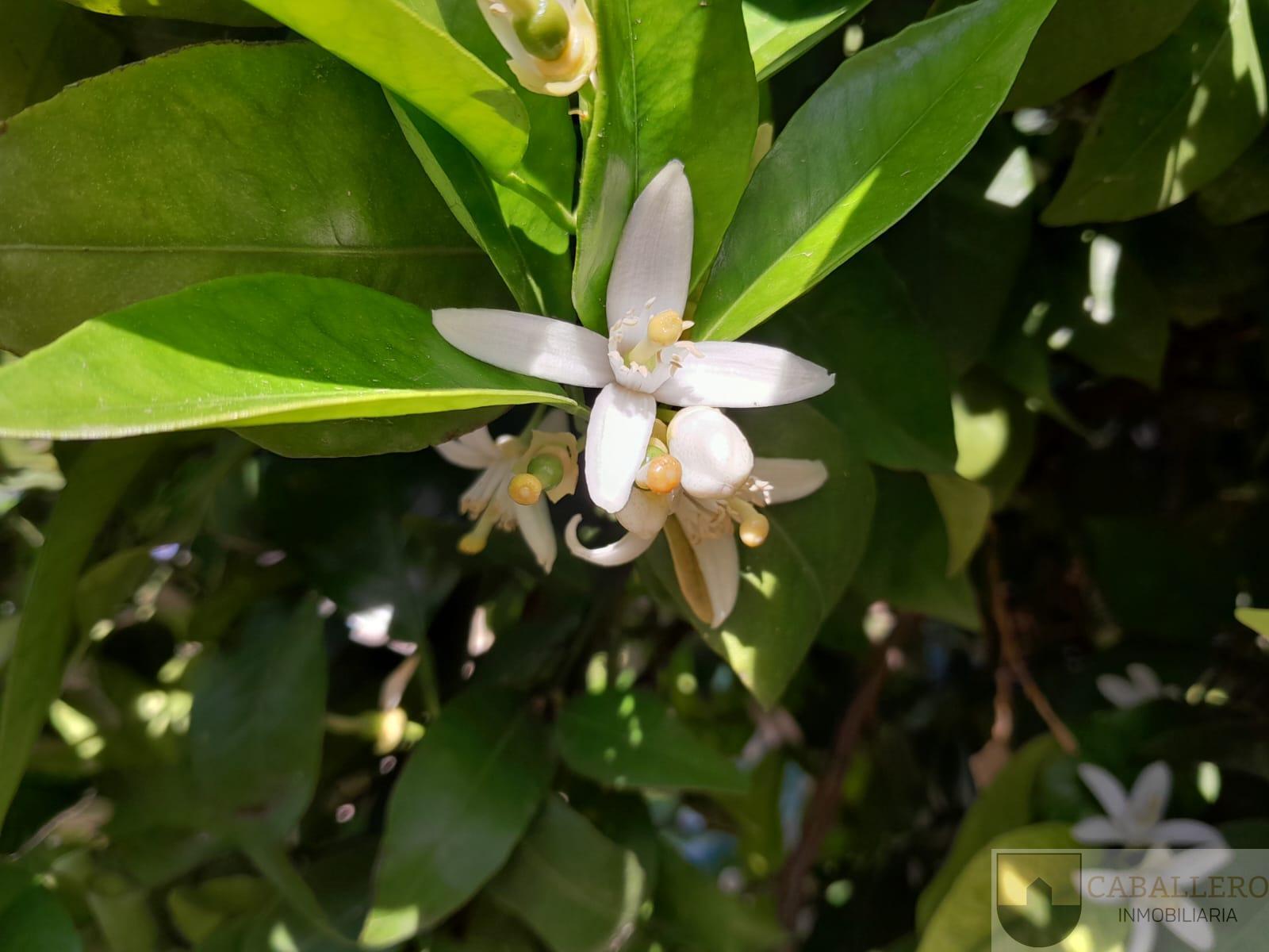 Venta de chalet en Murcia