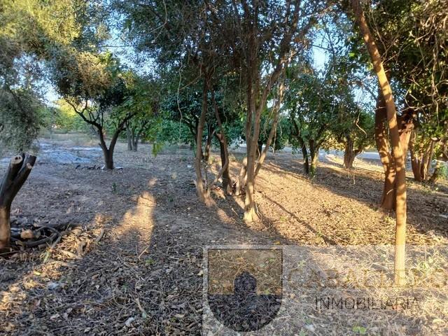 Venta de terreno en Murcia