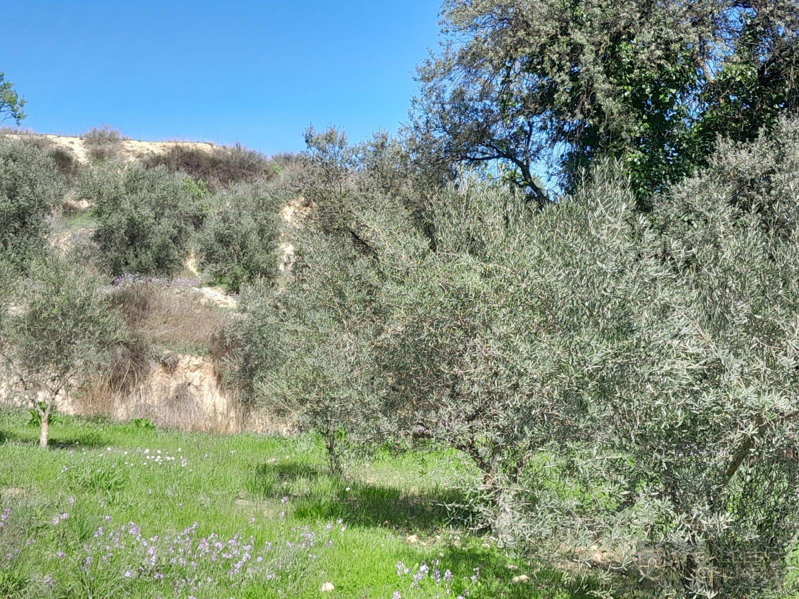 Venta de terreno en Cehegín