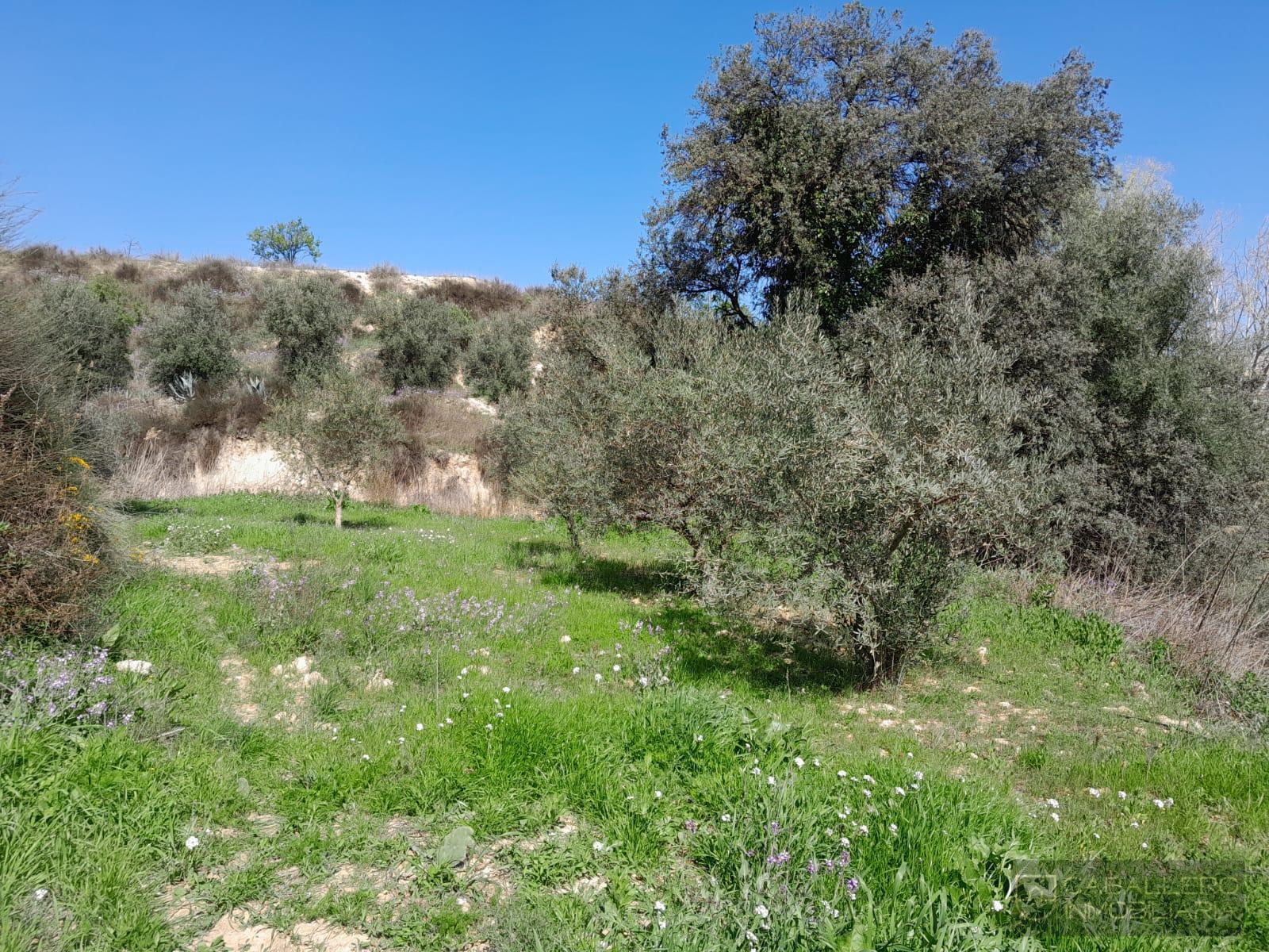 Venta de terreno en Cehegín