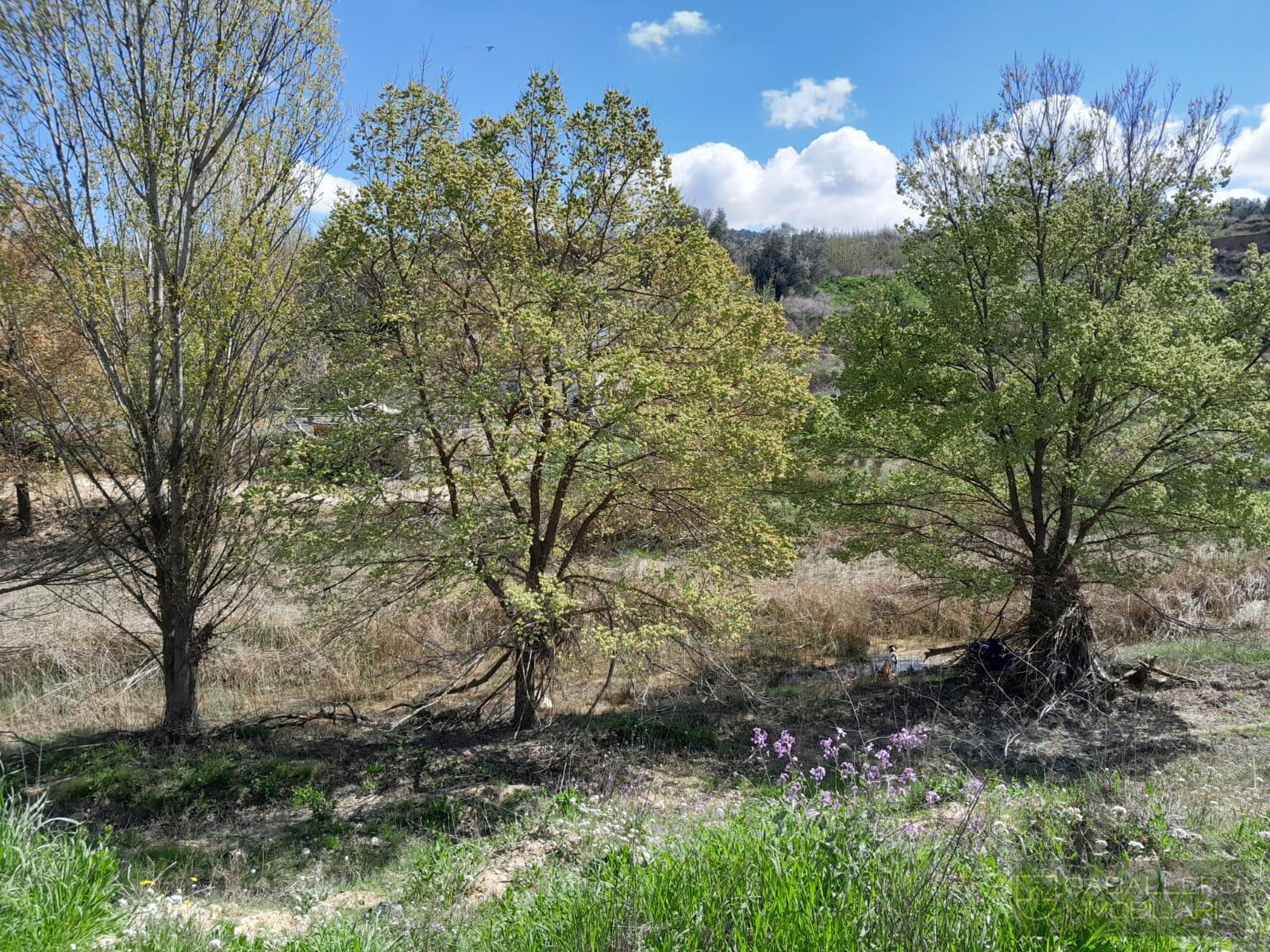 Venta de terreno en Cehegín