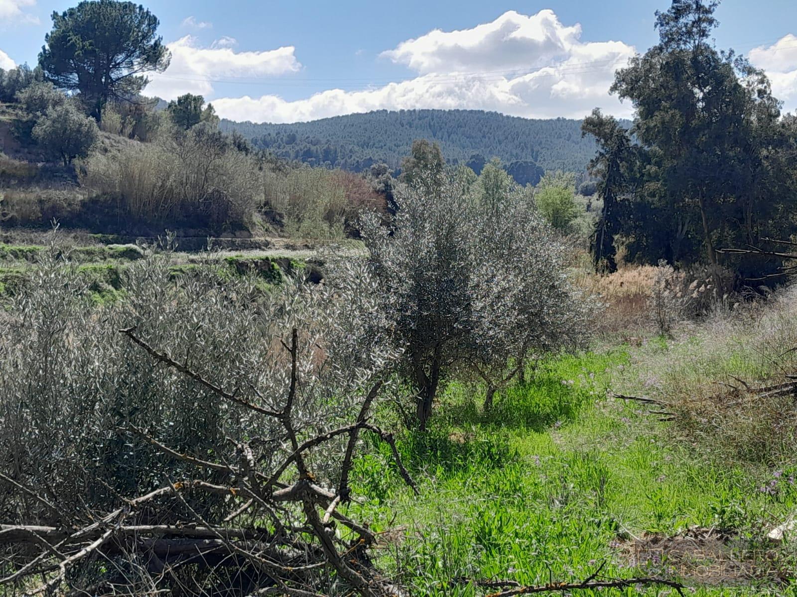 Venta de terreno en Cehegín