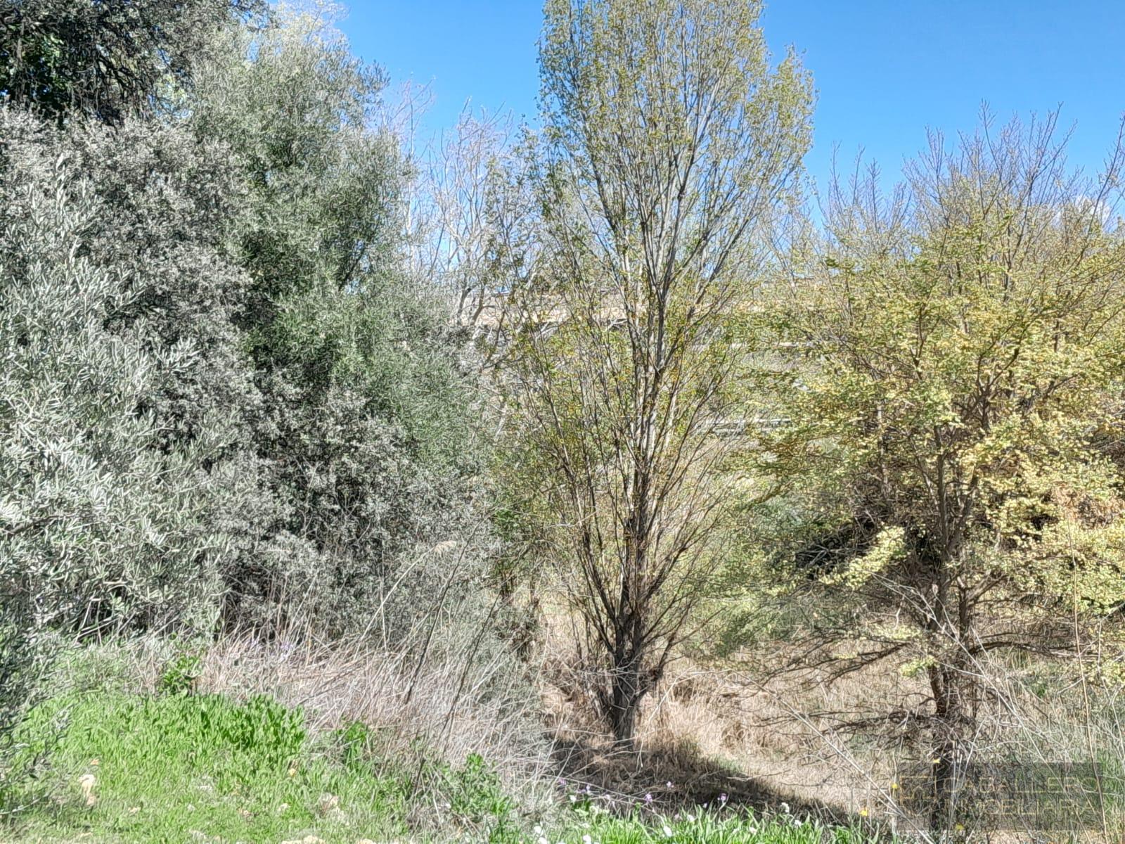 Venta de terreno en Cehegín