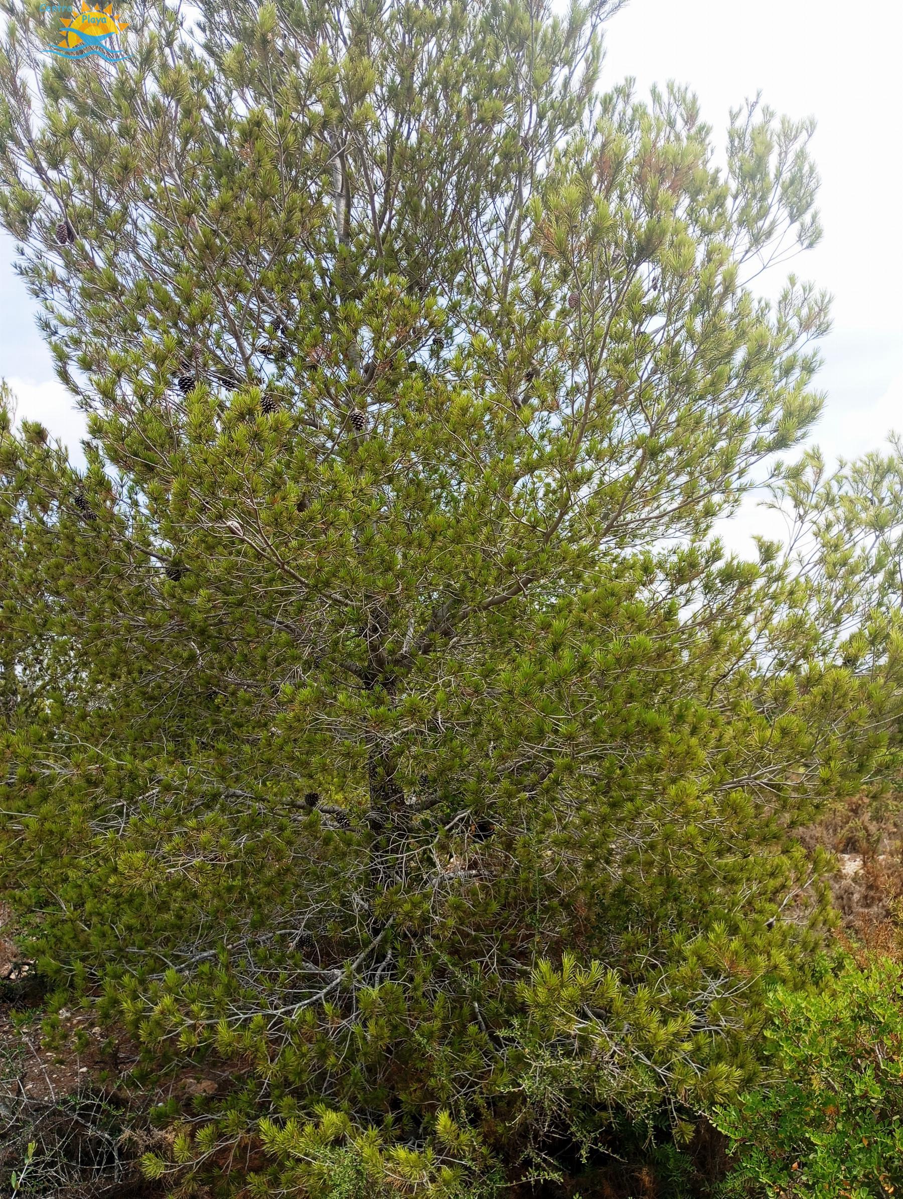 Venta de finca rústica en Càlig