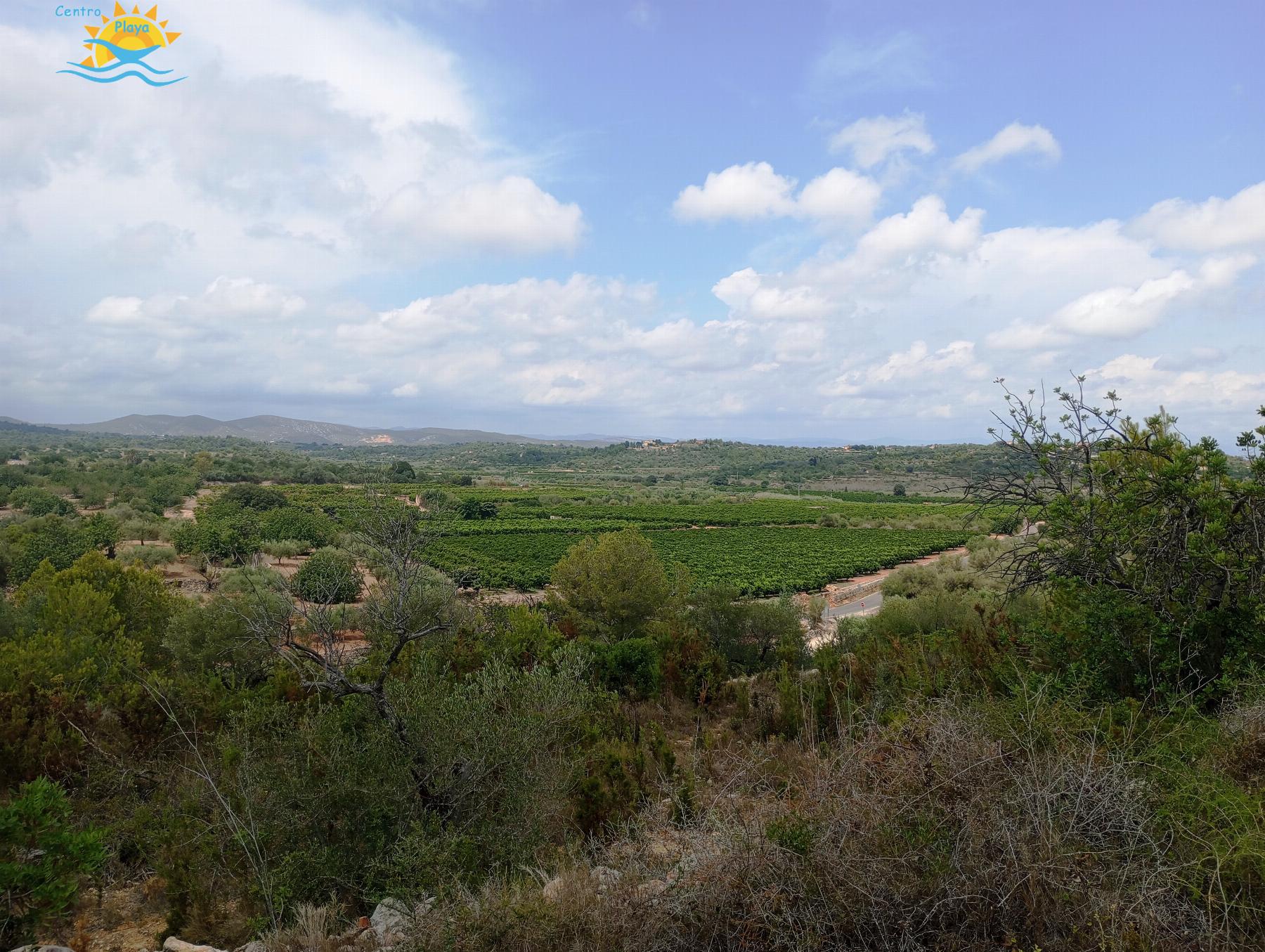 Venta de finca rústica en Càlig