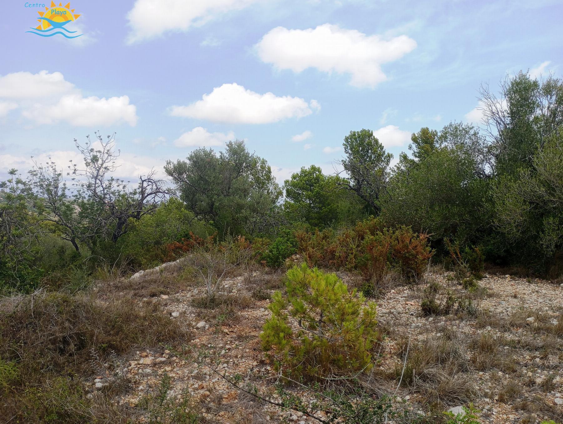 Venta de finca rústica en Càlig
