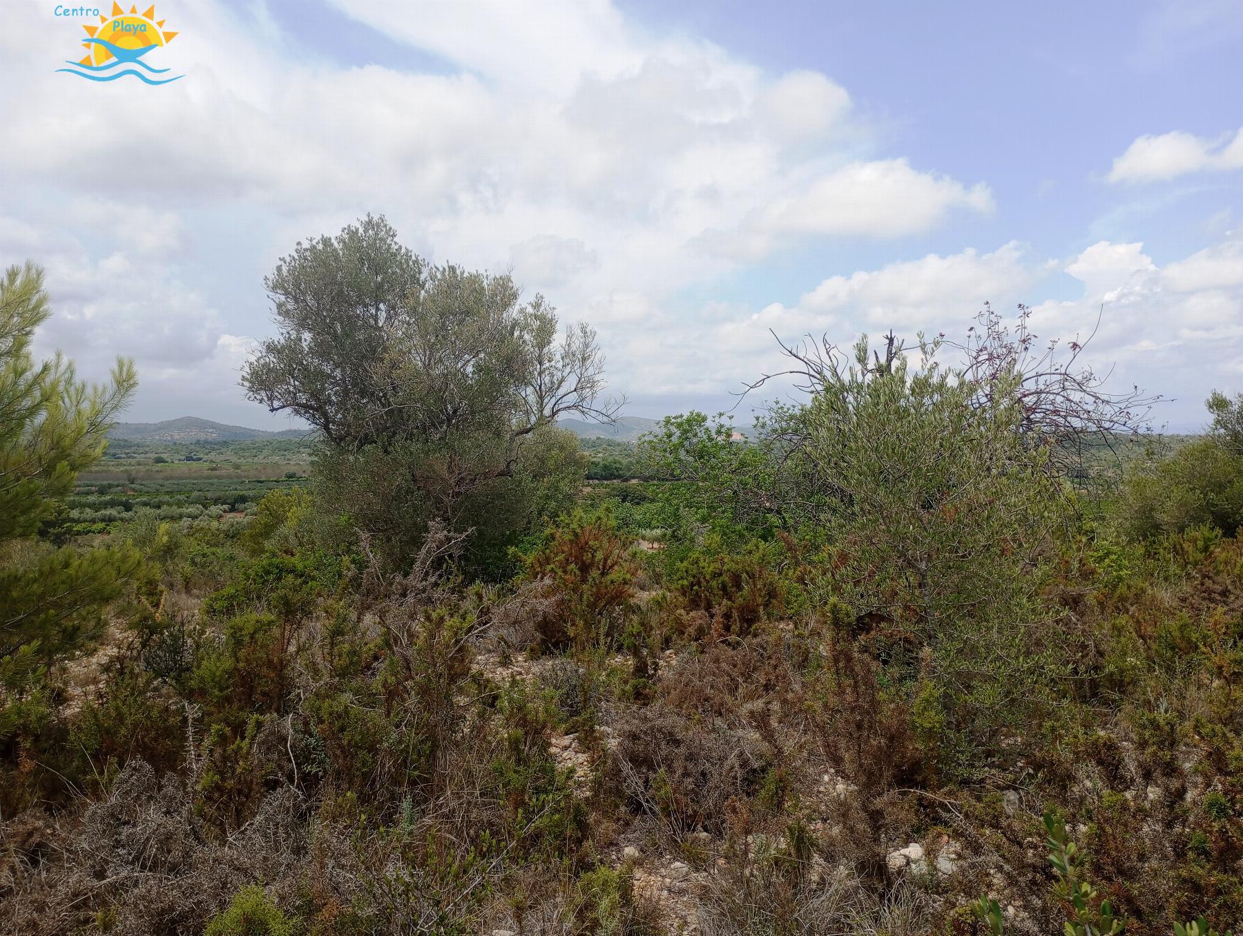 Venta de finca rústica en Càlig