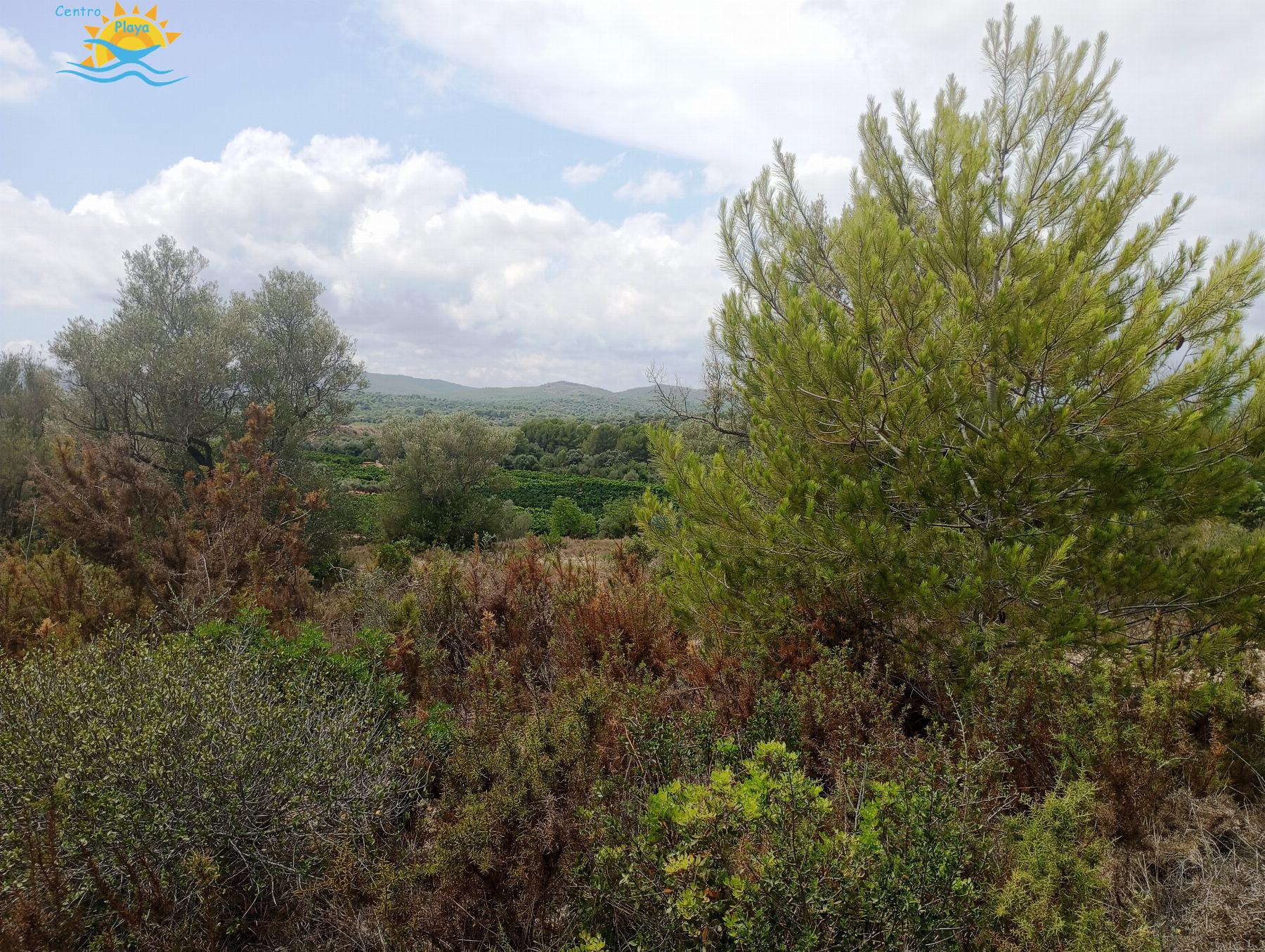 Venta de finca rústica en Càlig