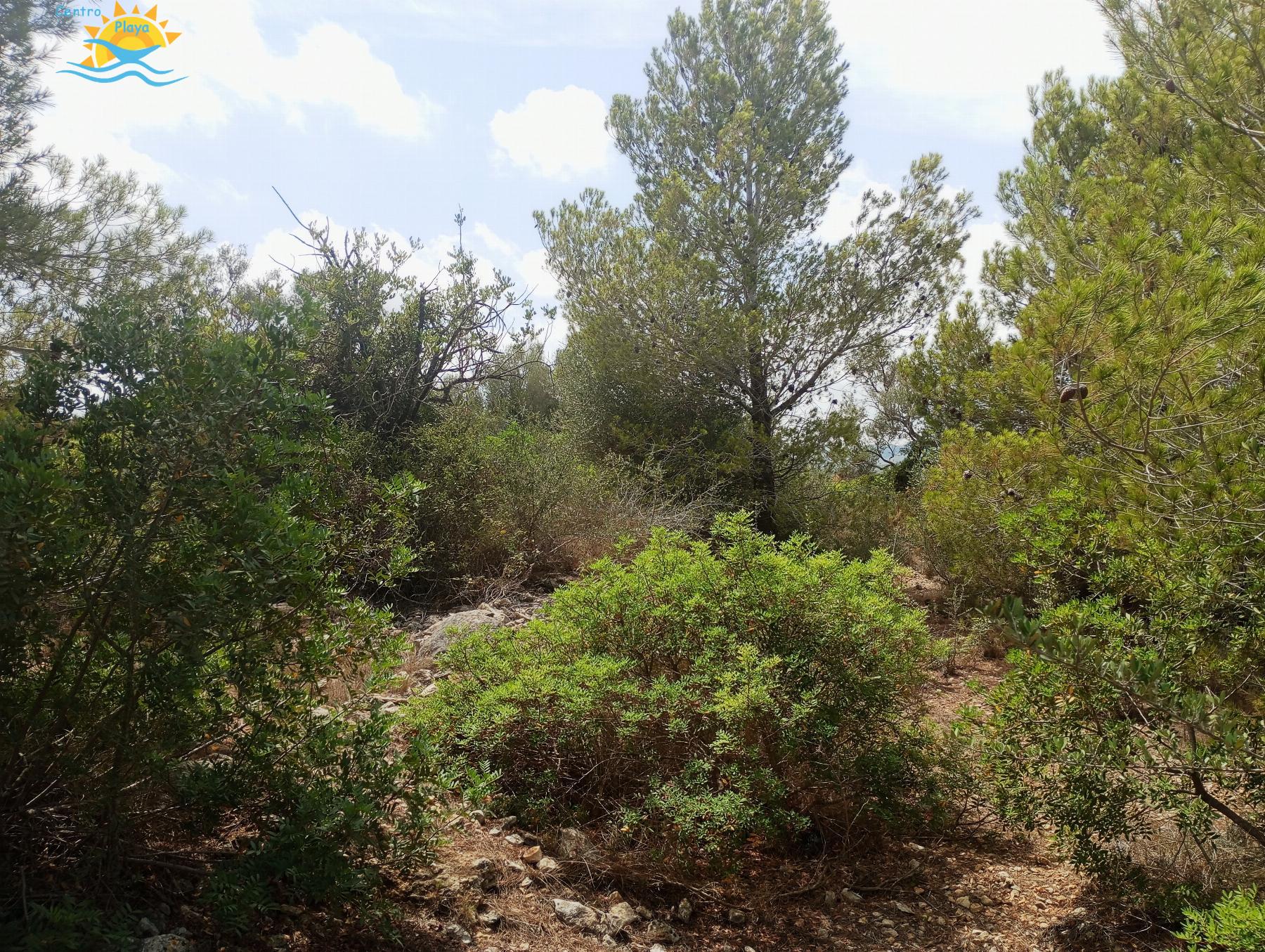 Venta de finca rústica en Càlig