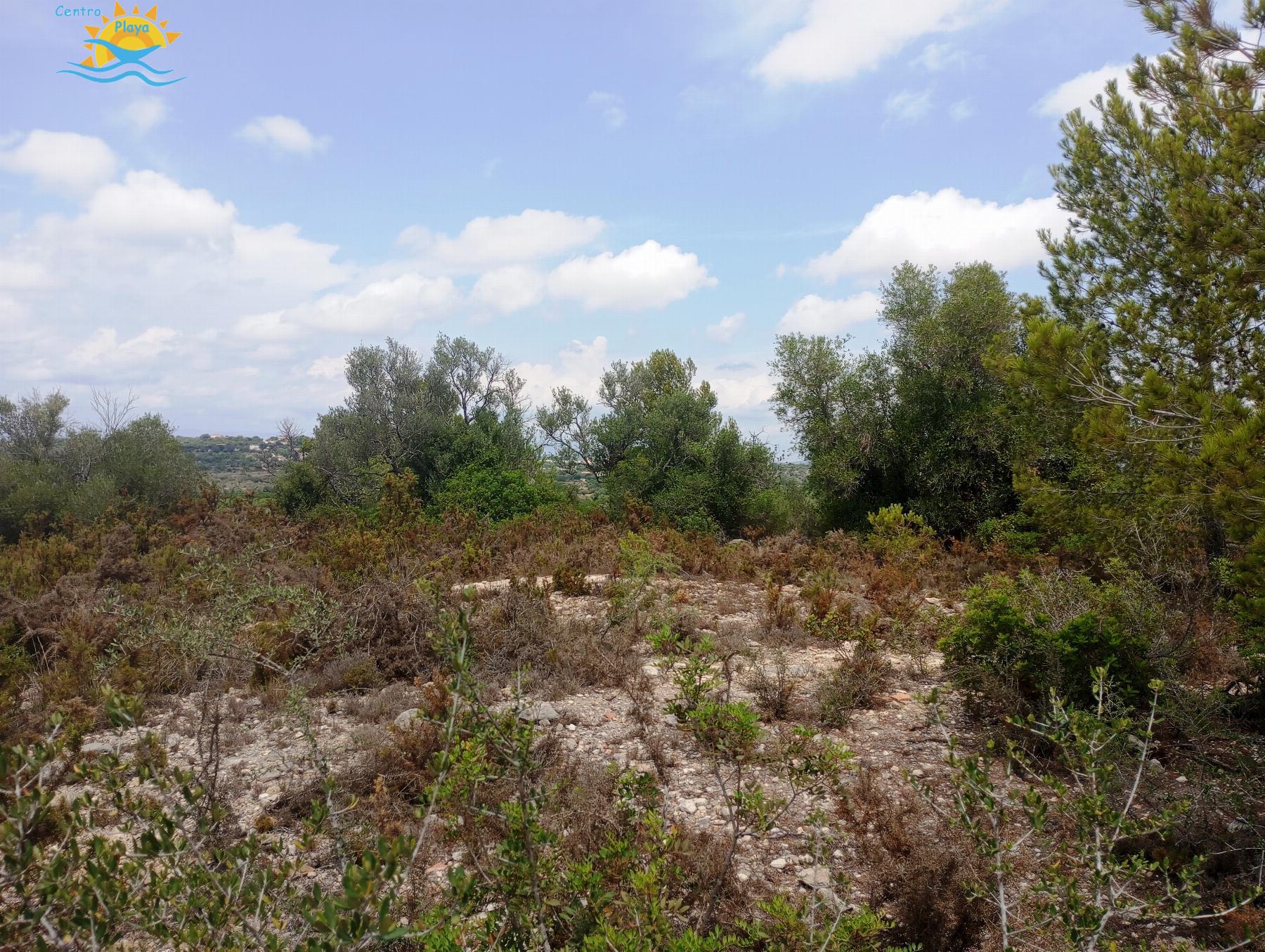 Venta de finca rústica en Càlig