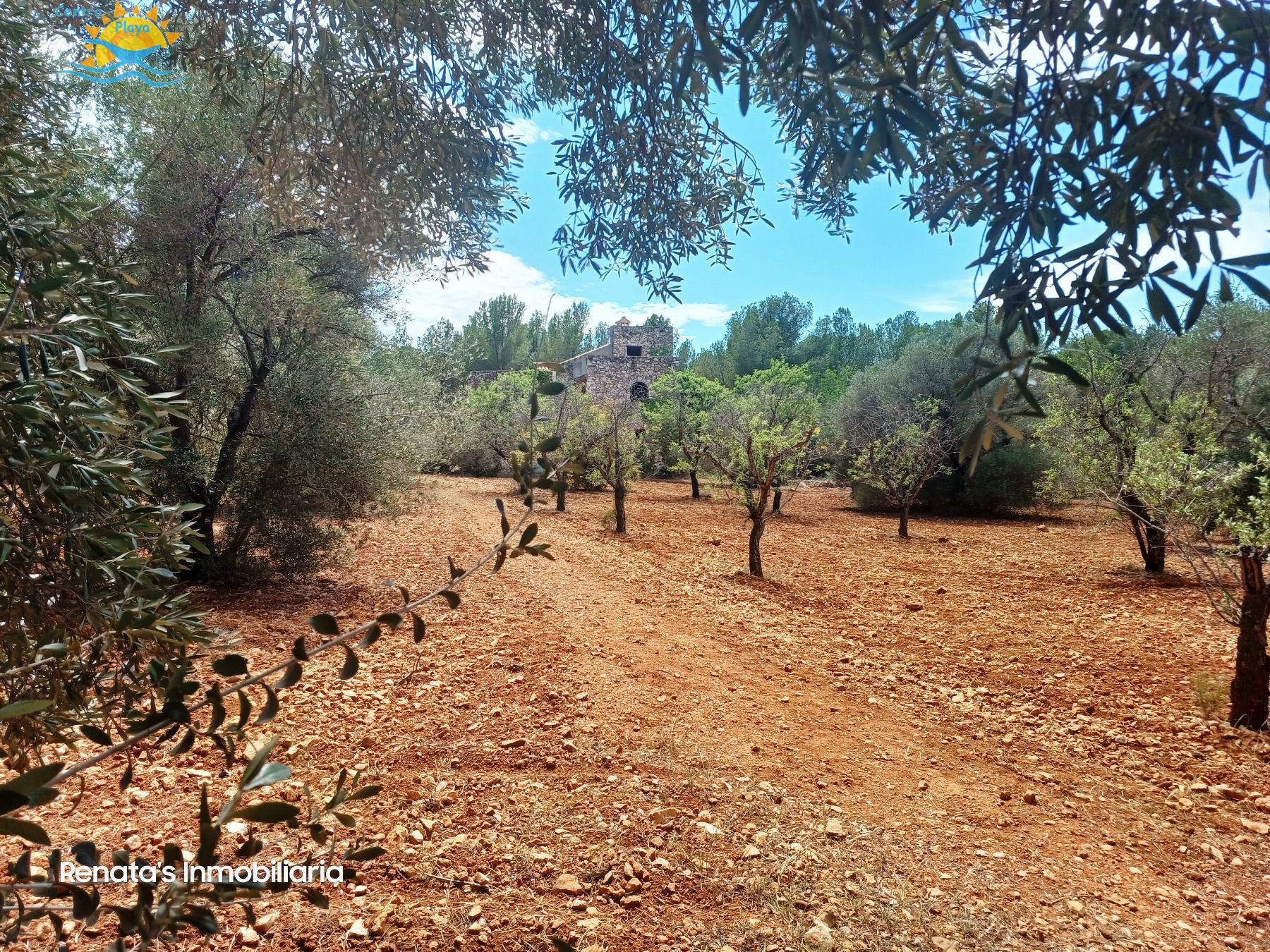 Venta de finca rústica en Peñíscola