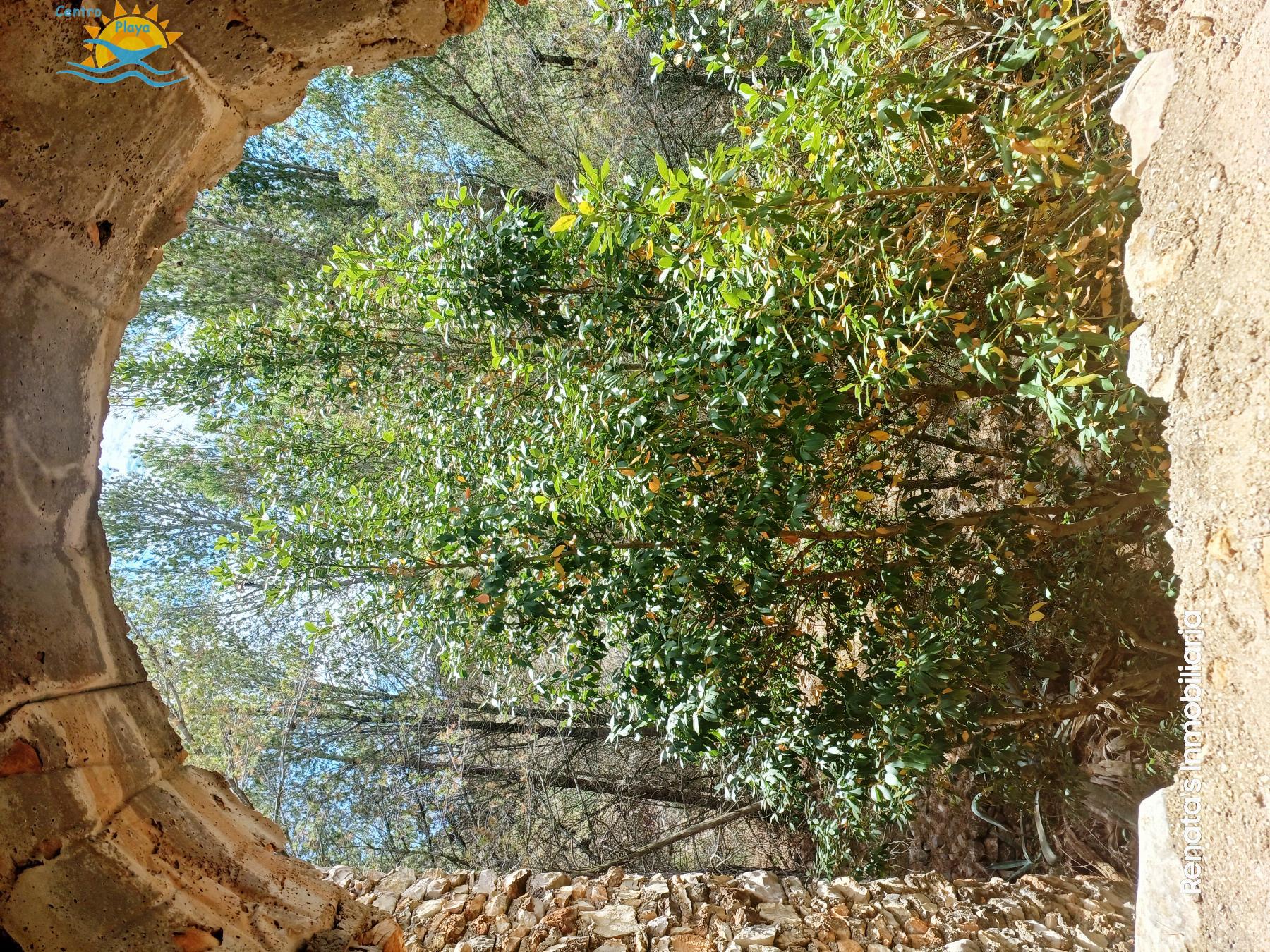 Venta de finca rústica en Peñíscola