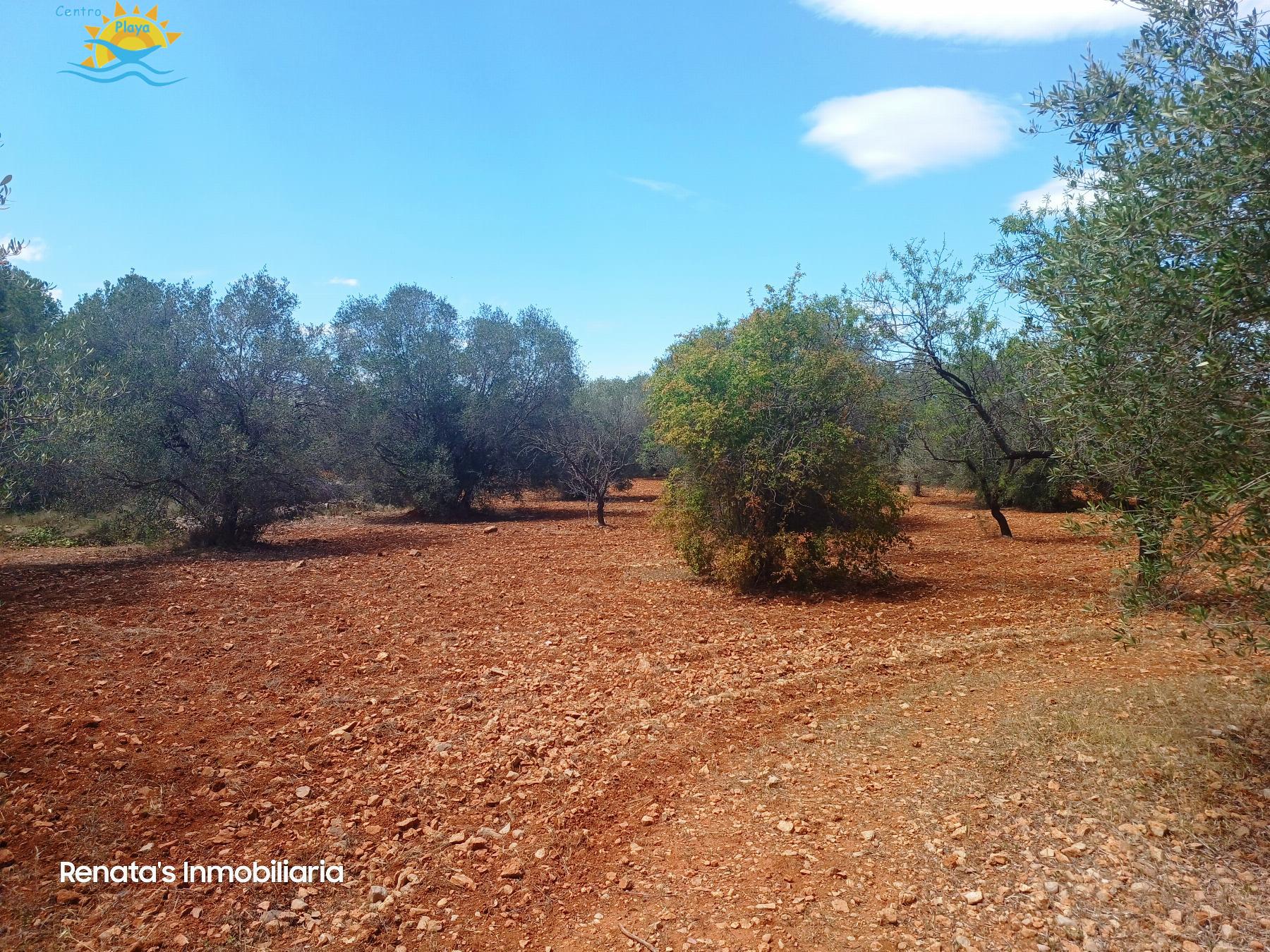 Venta de finca rústica en Peñíscola