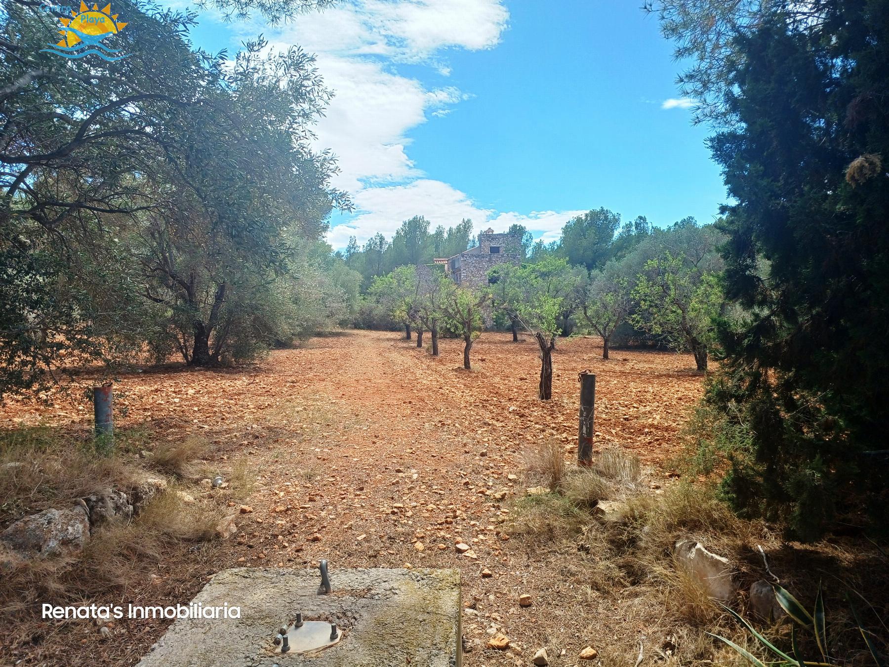 Venta de finca rústica en Peñíscola