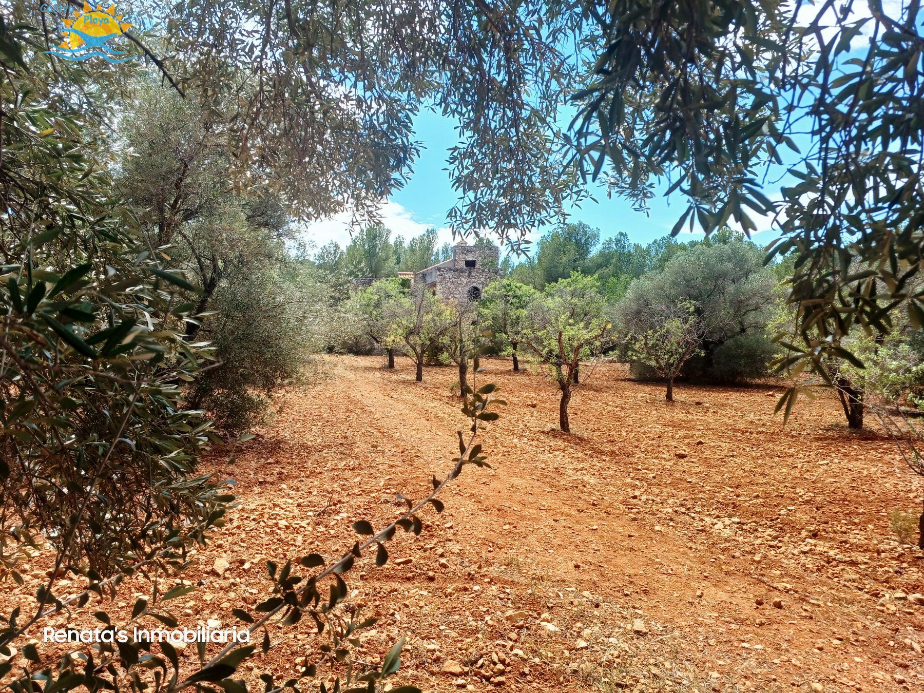Venta de finca rústica en Peñíscola