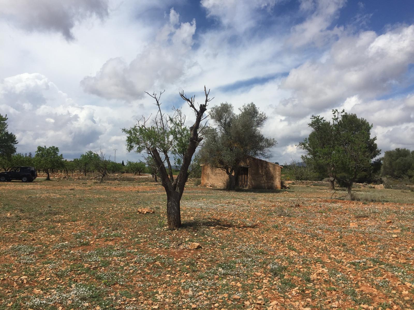 Venta de finca rústica en Vall d Alba