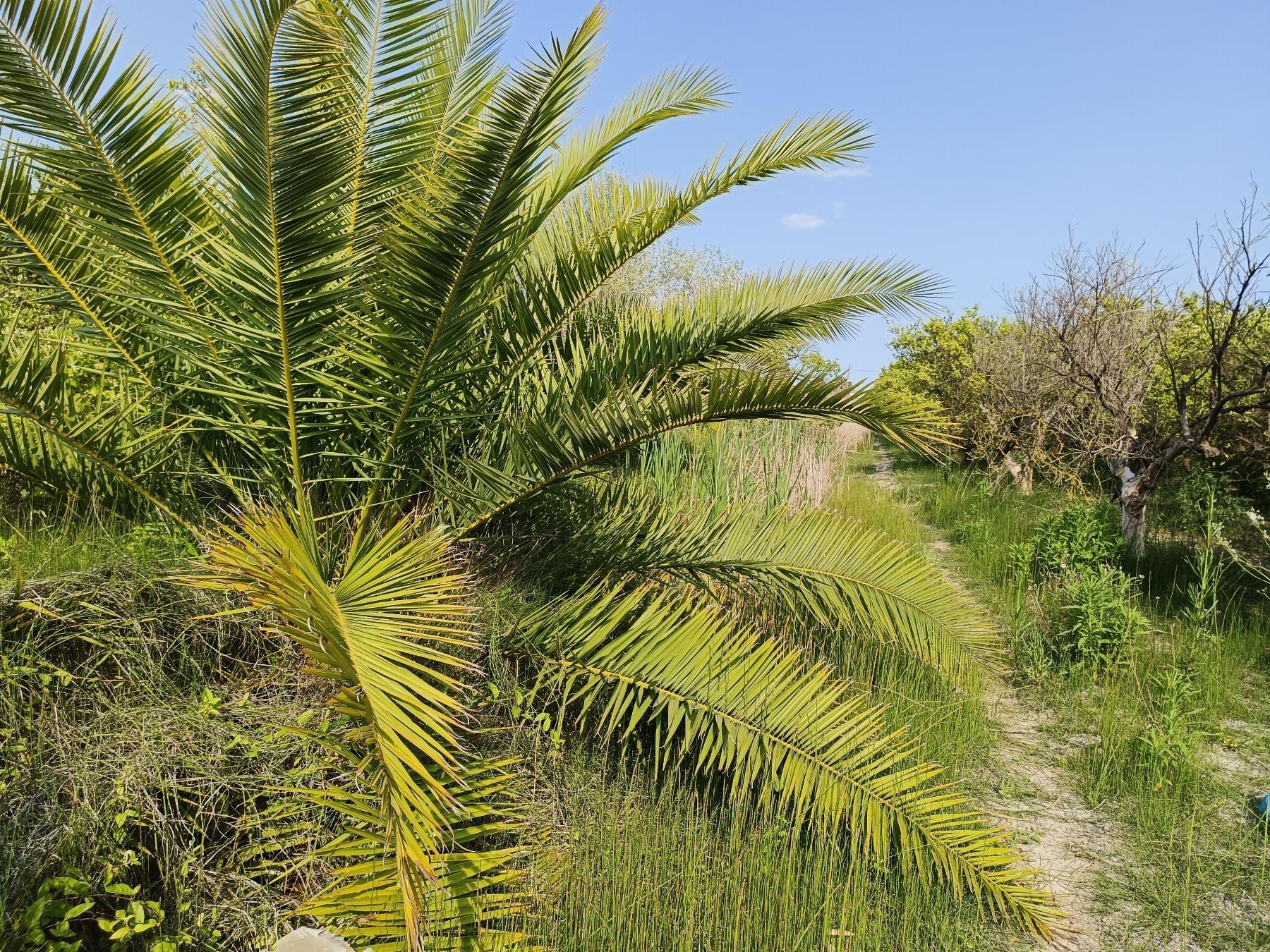 For sale of rural property in Castellón