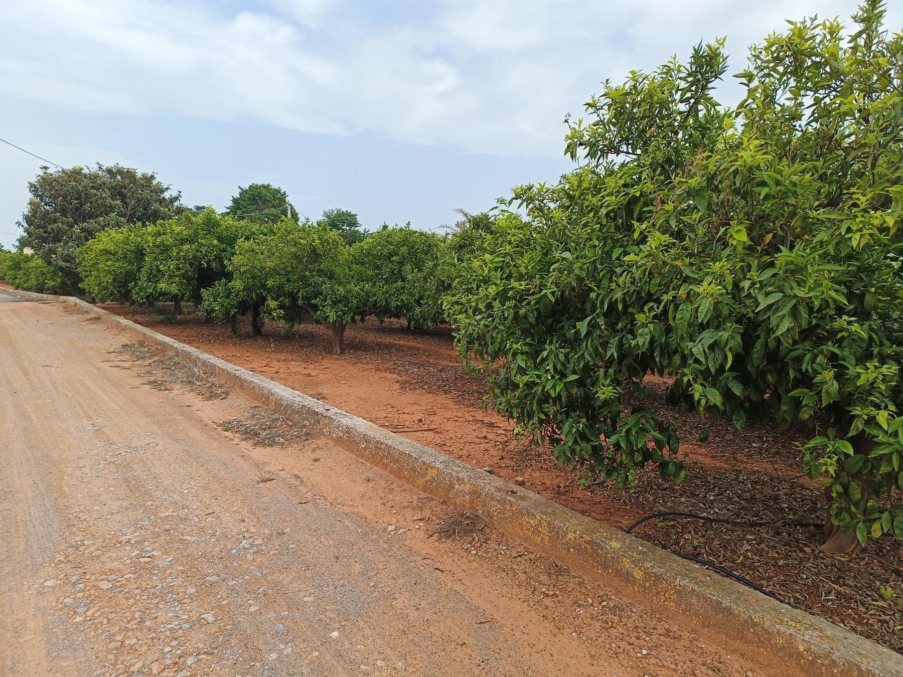 Venta de finca rústica en Castellón