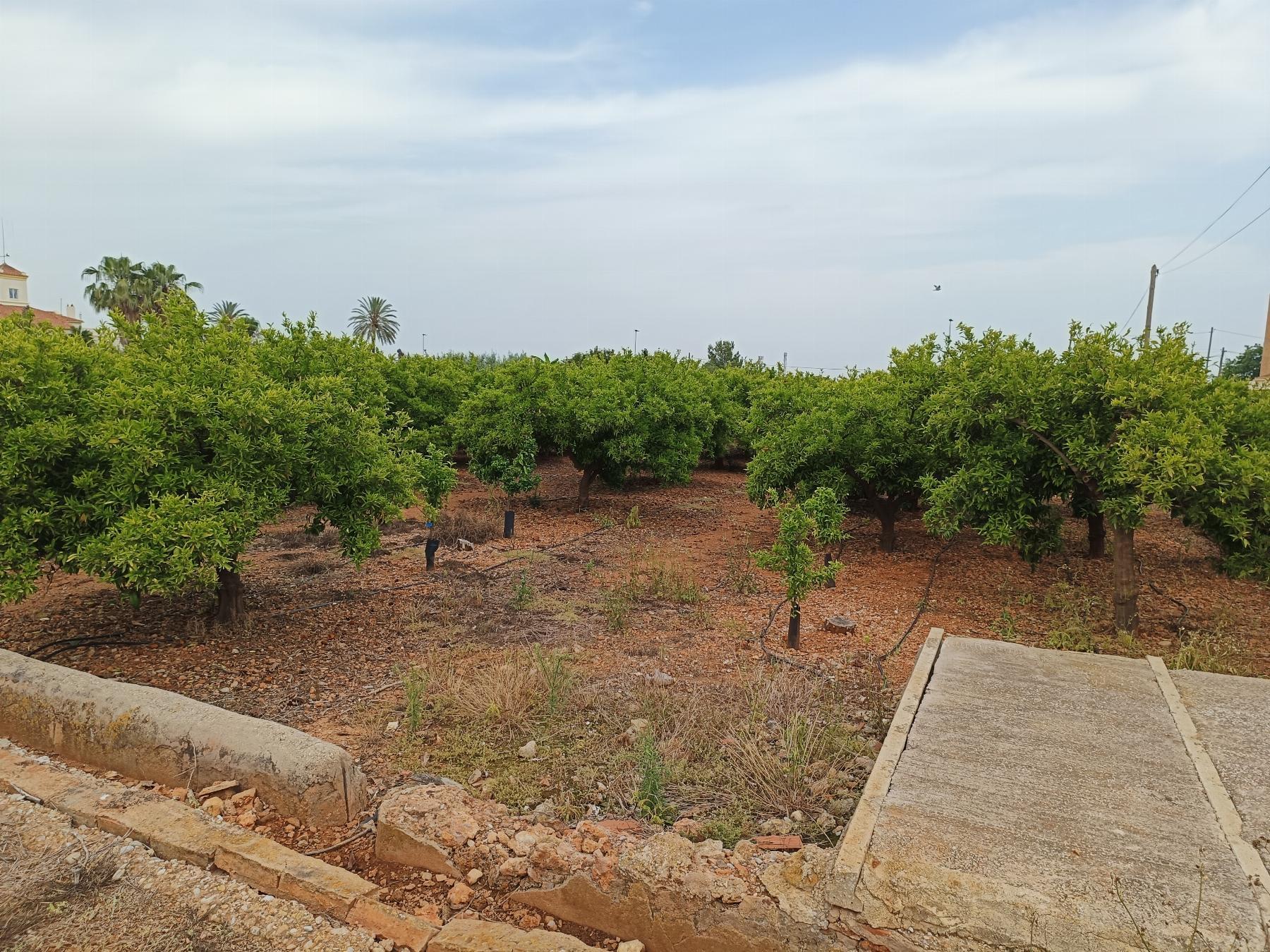 Venta de finca rústica en Castellón