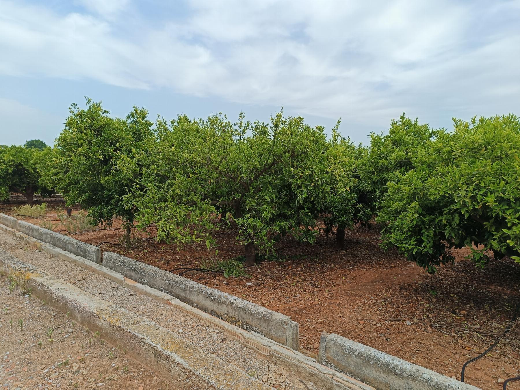 Venta de finca rústica en Castellón