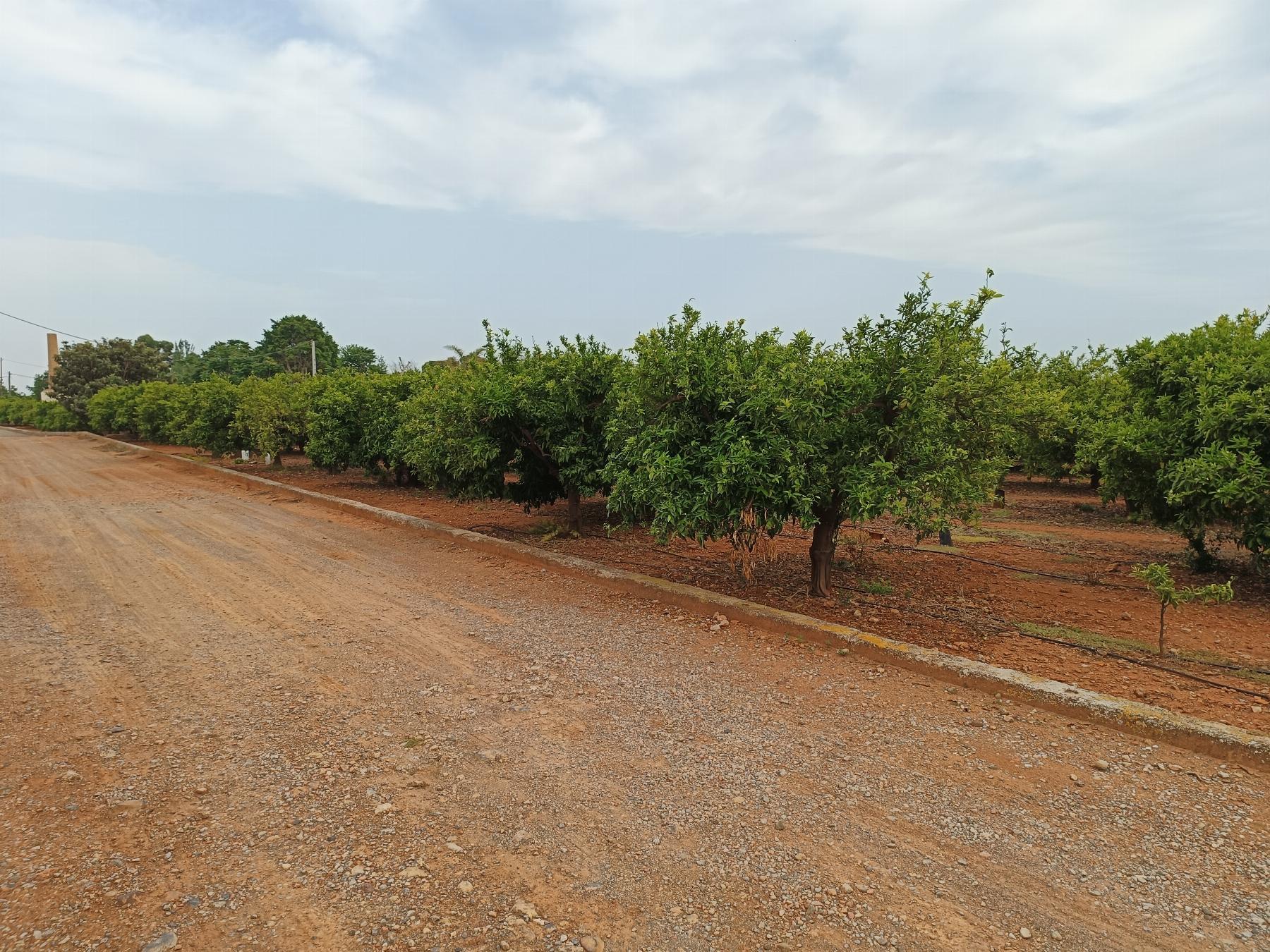 Venta de finca rústica en Castellón