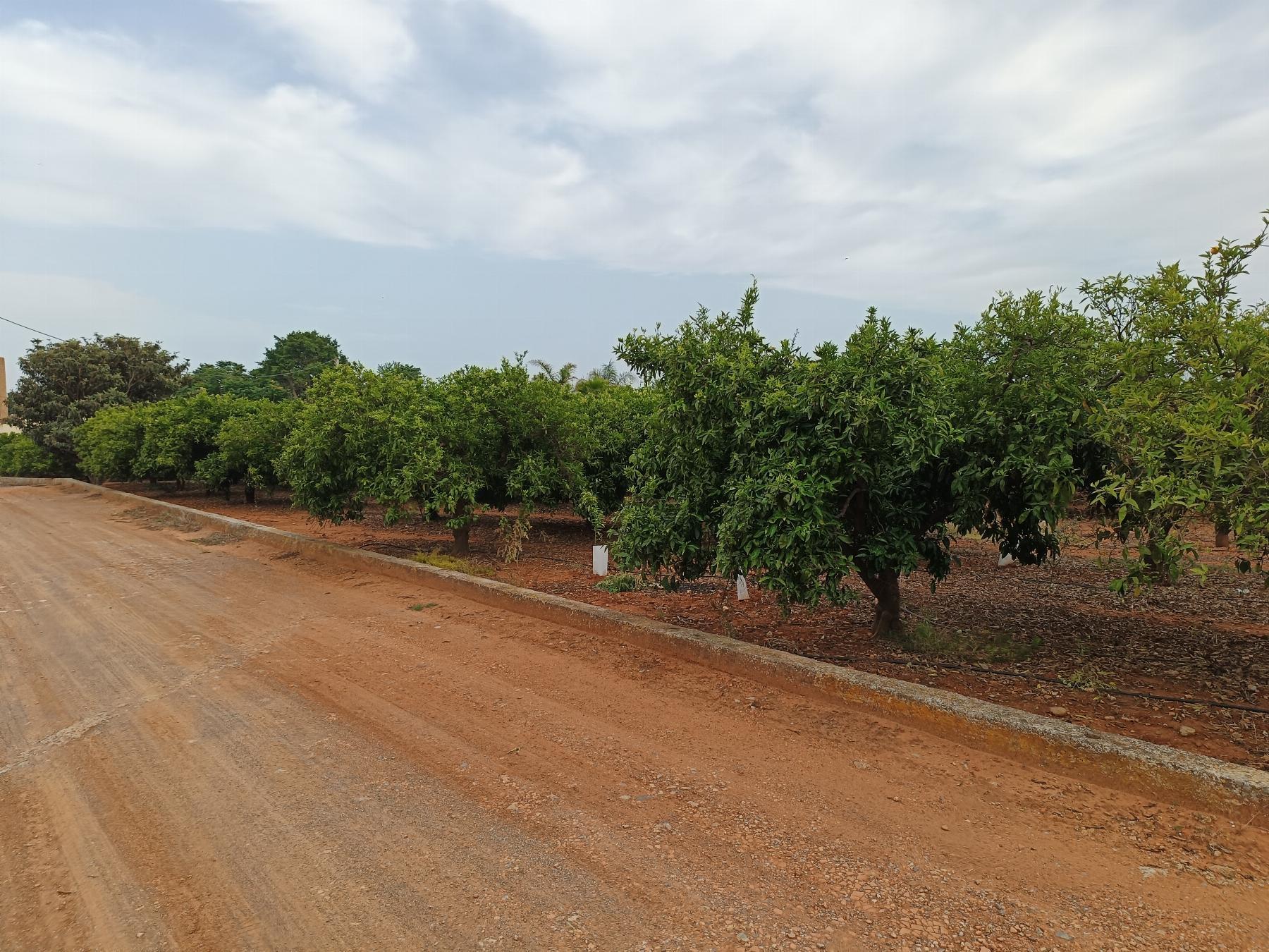 Venta de finca rústica en Castellón