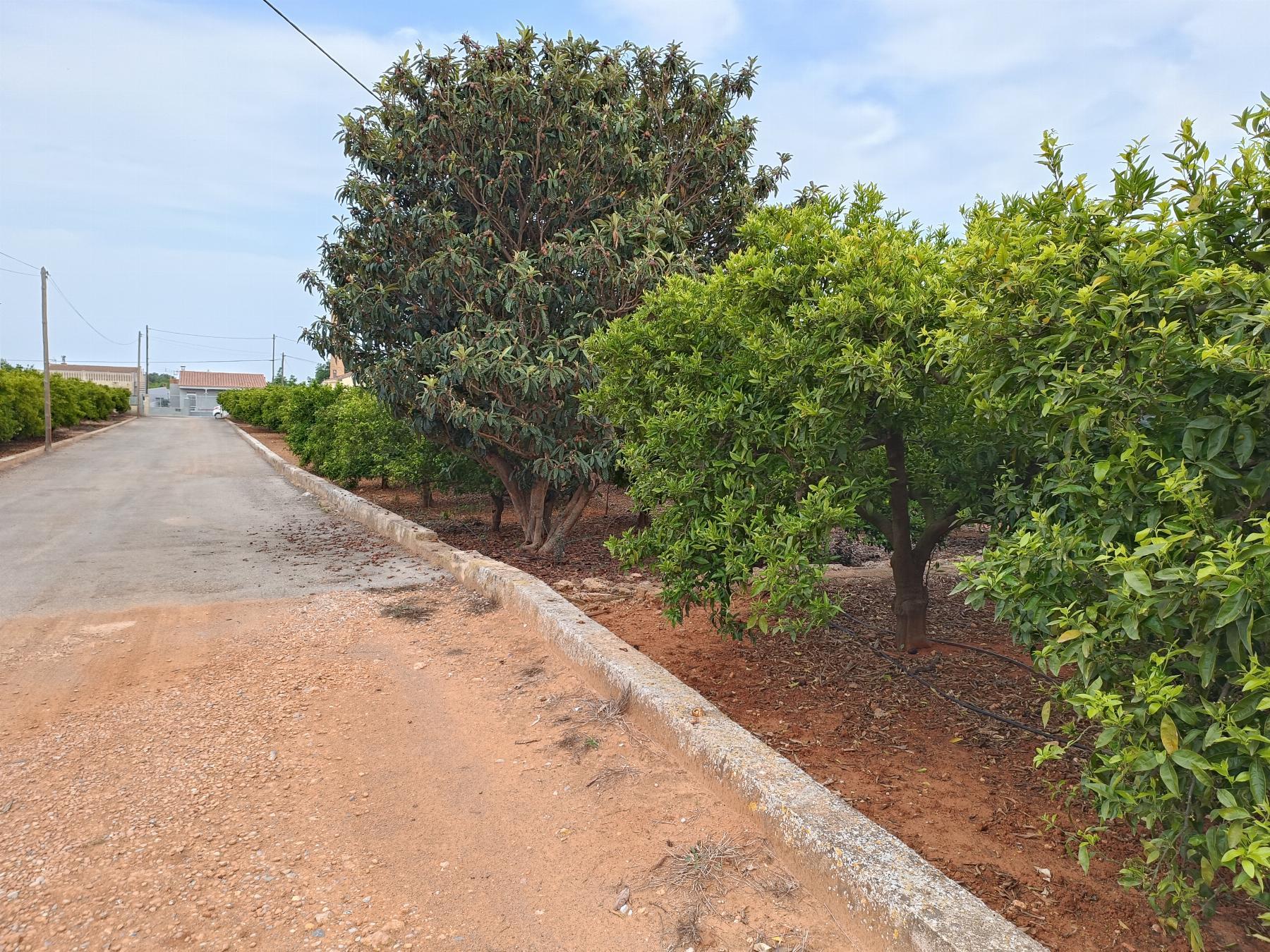 Venta de finca rústica en Castellón